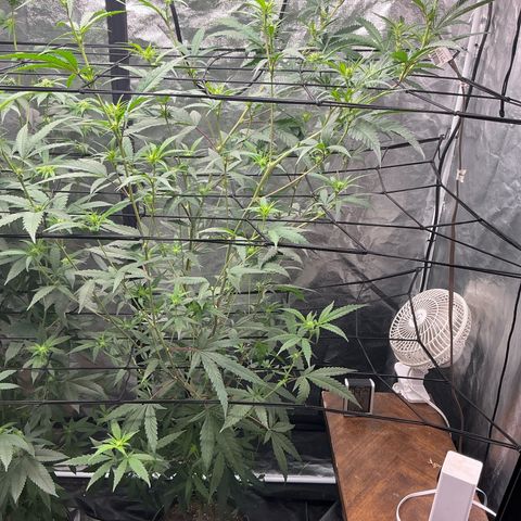 Sherbet Haze and Slurry3 growlog timeline photo