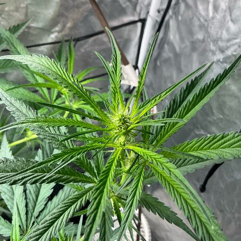 Sherbet Haze and Slurry3 growlog timeline photo