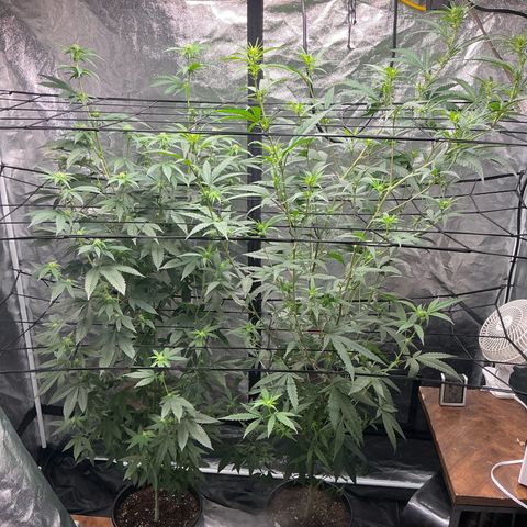 Sherbet Haze and Slurry3 growlog timeline photo
