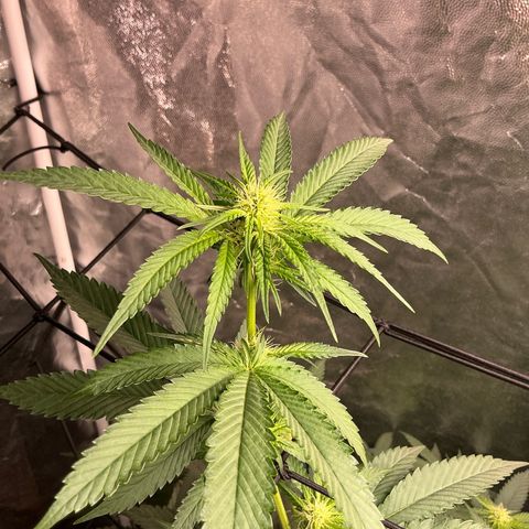 Sherbet Haze and Slurry3 growlog timeline photo