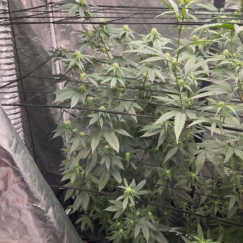 Sherbet Haze and Slurry3 growlog timeline photo