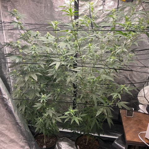 Sherbet Haze and Slurry3 growlog timeline photo