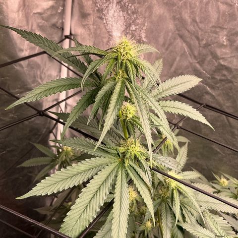 Sherbet Haze and Slurry3 growlog timeline photo