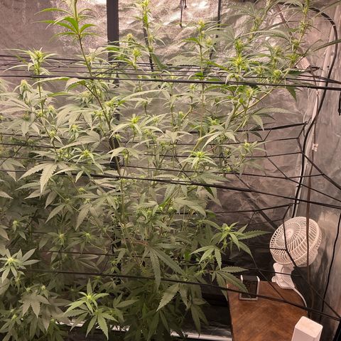 Sherbet Haze and Slurry3 growlog timeline photo