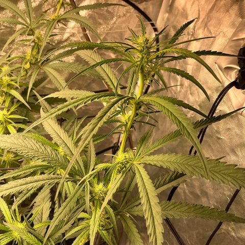 Sherbet Haze and Slurry3 growlog timeline photo