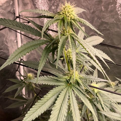 Sherbet Haze and Slurry3 growlog timeline photo