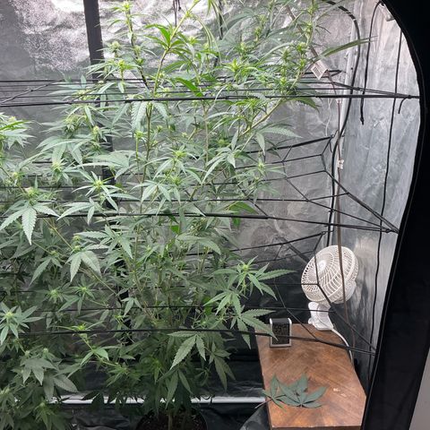 Sherbet Haze and Slurry3 growlog timeline photo