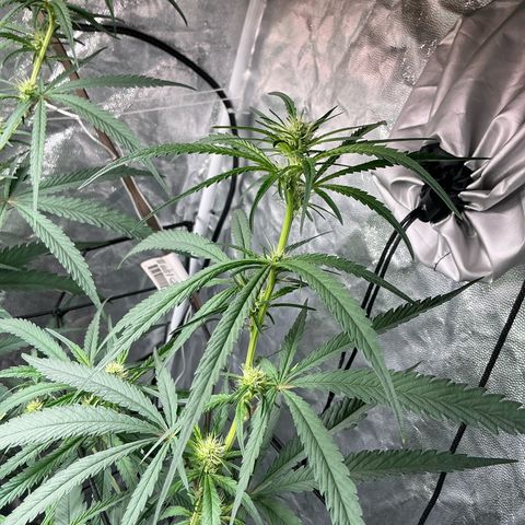 Sherbet Haze and Slurry3 growlog timeline photo