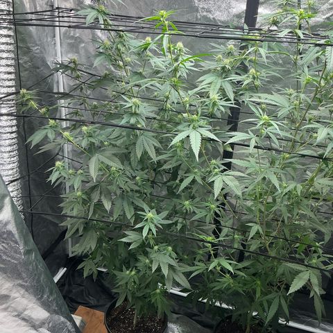 Sherbet Haze and Slurry3 growlog timeline photo