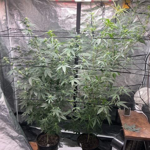 Sherbet Haze and Slurry3 growlog timeline photo