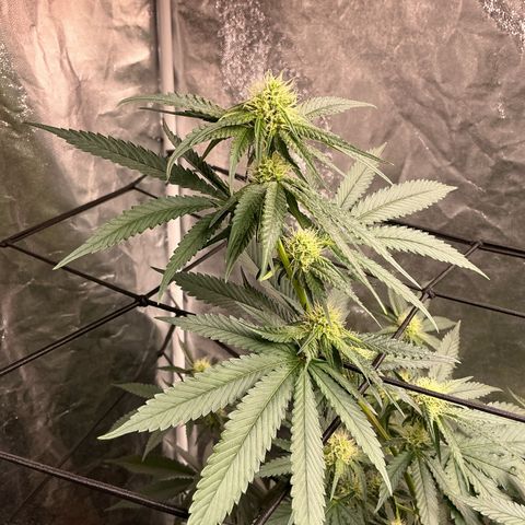 Sherbet Haze and Slurry3 growlog timeline photo