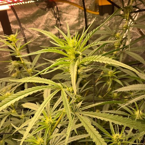 Sherbet Haze and Slurry3 growlog timeline photo