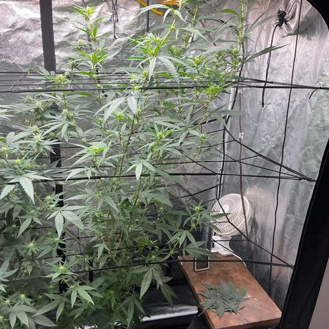 Sherbet Haze and Slurry3 growlog timeline photo