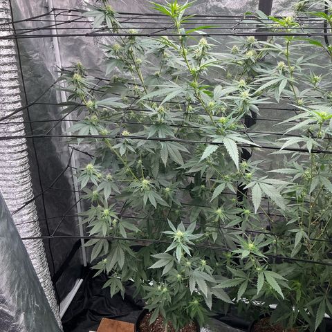 Sherbet Haze and Slurry3 growlog timeline photo