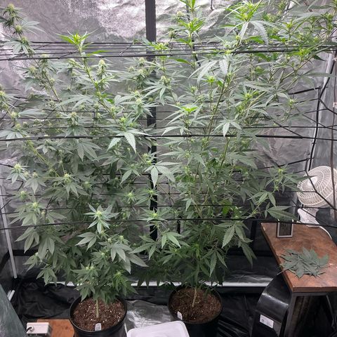 Sherbet Haze and Slurry3 growlog timeline photo
