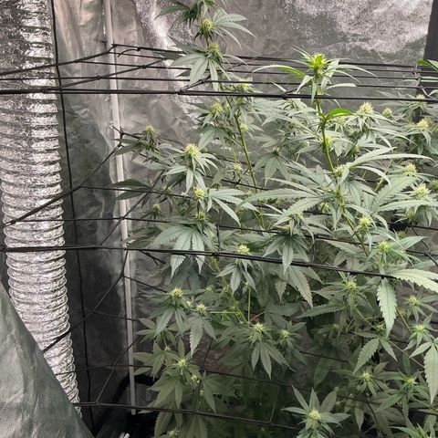 Sherbet Haze and Slurry3 growlog timeline photo