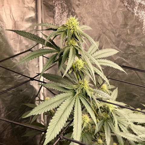 Sherbet Haze and Slurry3 growlog timeline photo