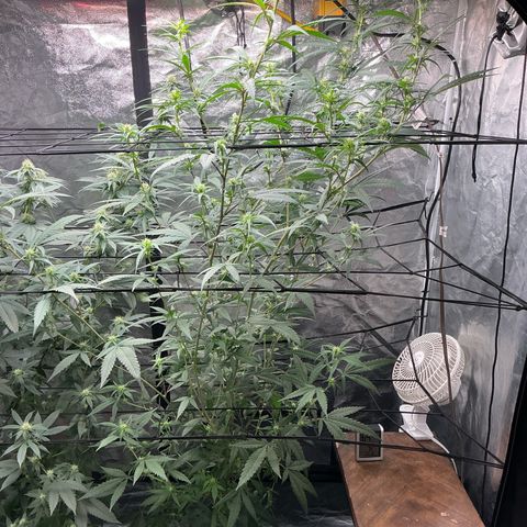 Sherbet Haze and Slurry3 growlog timeline photo