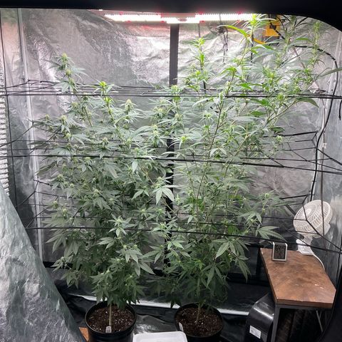 Sherbet Haze and Slurry3 growlog timeline photo