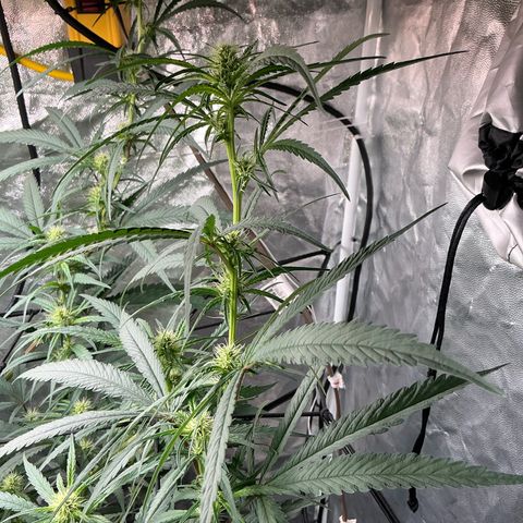 Sherbet Haze and Slurry3 growlog timeline photo