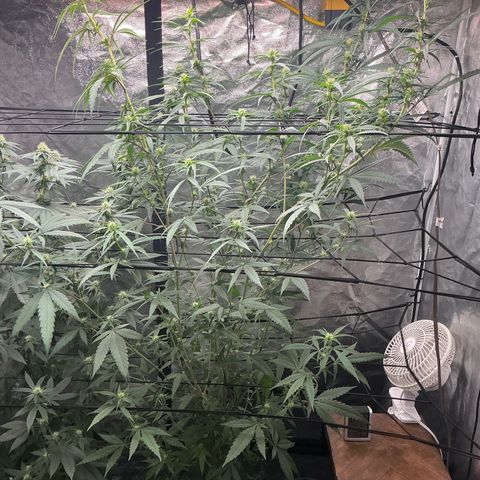 Sherbet Haze and Slurry3 growlog timeline photo