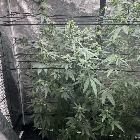Sherbet Haze and Slurry3 growlog timeline photo