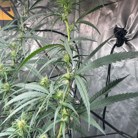 Sherbet Haze and Slurry3 growlog timeline photo