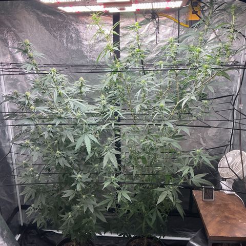 Sherbet Haze and Slurry3 growlog timeline photo