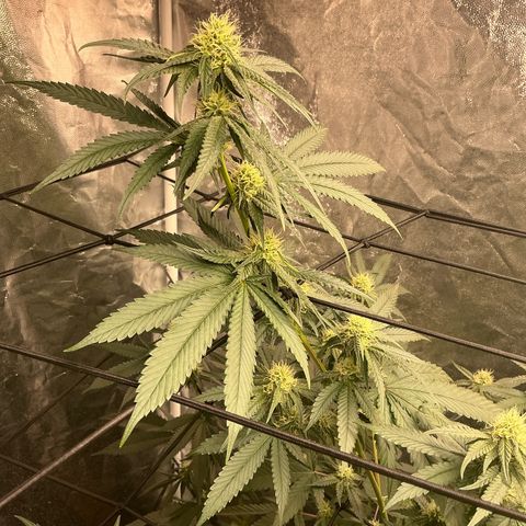 Sherbet Haze and Slurry3 growlog timeline photo