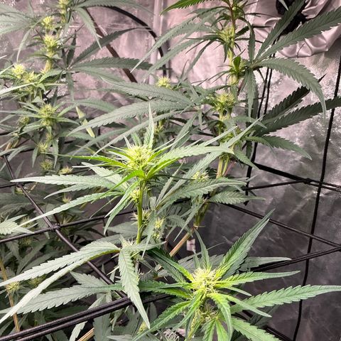 Sherbet Haze and Slurry3 growlog timeline photo