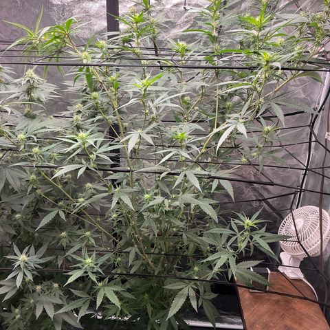 Sherbet Haze and Slurry3 growlog timeline photo