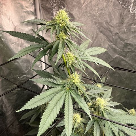 Sherbet Haze and Slurry3 growlog timeline photo