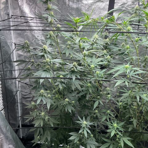 Sherbet Haze and Slurry3 growlog timeline photo
