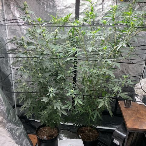 Sherbet Haze and Slurry3 growlog timeline photo