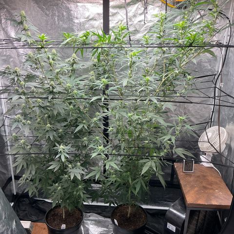 Sherbet Haze and Slurry3 growlog timeline photo