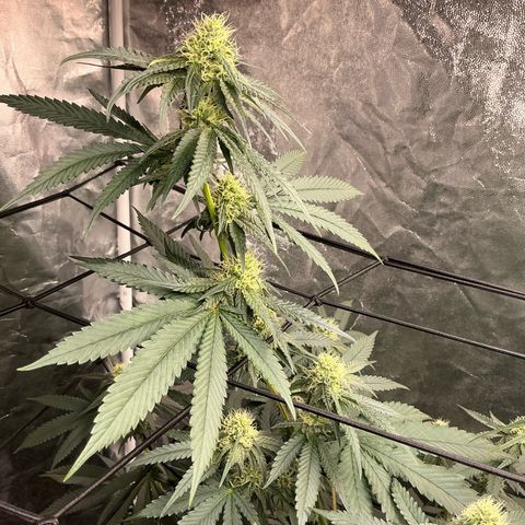 Sherbet Haze and Slurry3 growlog timeline photo