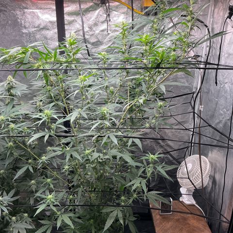 Sherbet Haze and Slurry3 growlog timeline photo
