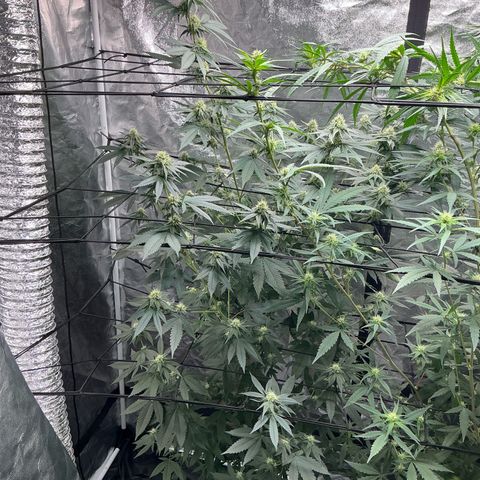 Sherbet Haze and Slurry3 growlog timeline photo