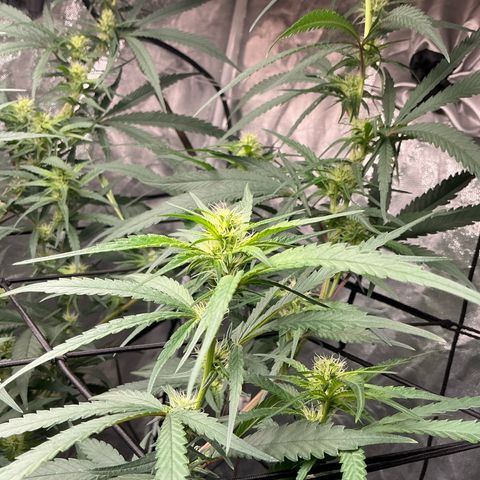 Sherbet Haze and Slurry3 growlog timeline photo