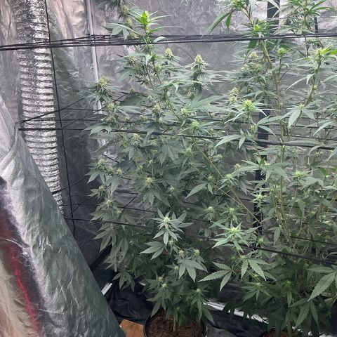Sherbet Haze and Slurry3 growlog timeline photo