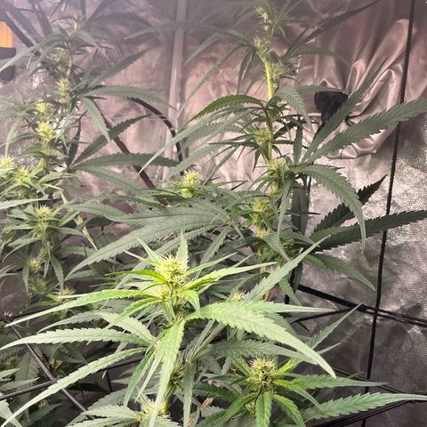 Sherbet Haze and Slurry3 growlog timeline photo