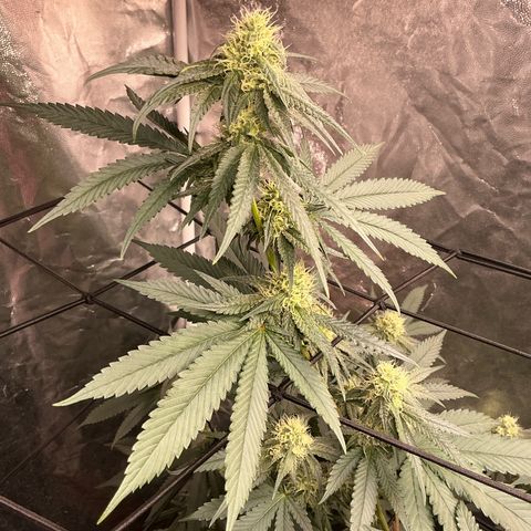 Sherbet Haze and Slurry3 growlog timeline photo