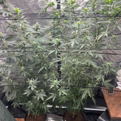 Sherbet Haze and Slurry3 growlog timeline photo
