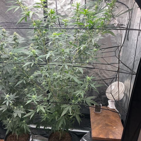 Sherbet Haze and Slurry3 growlog timeline photo