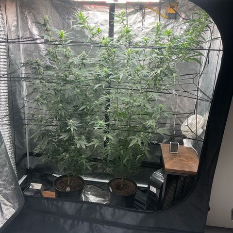 Sherbet Haze and Slurry3 growlog timeline photo