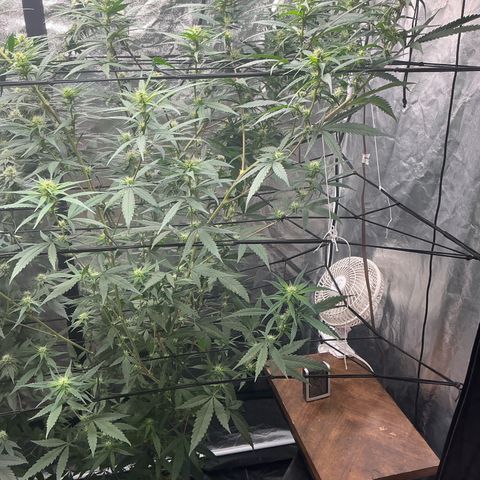 Sherbet Haze and Slurry3 growlog timeline photo