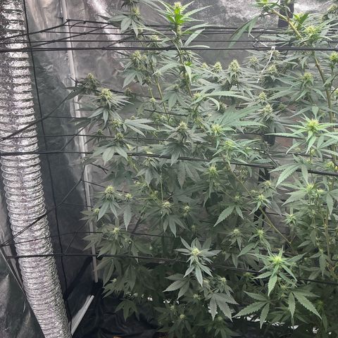 Sherbet Haze and Slurry3 growlog timeline photo