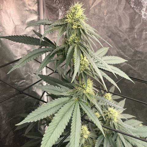 Sherbet Haze and Slurry3 growlog timeline photo