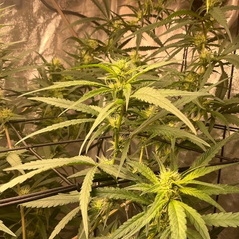 Sherbet Haze and Slurry3 growlog timeline photo