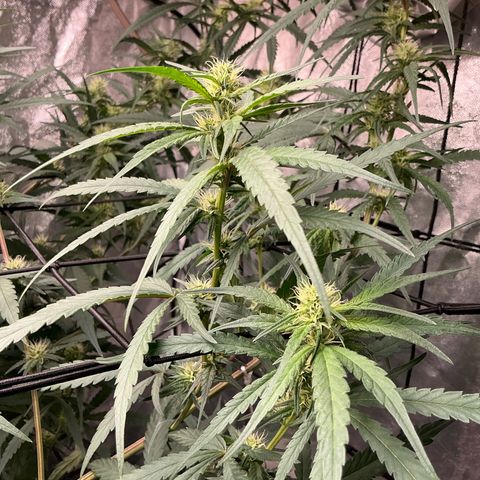 Sherbet Haze and Slurry3 growlog timeline photo